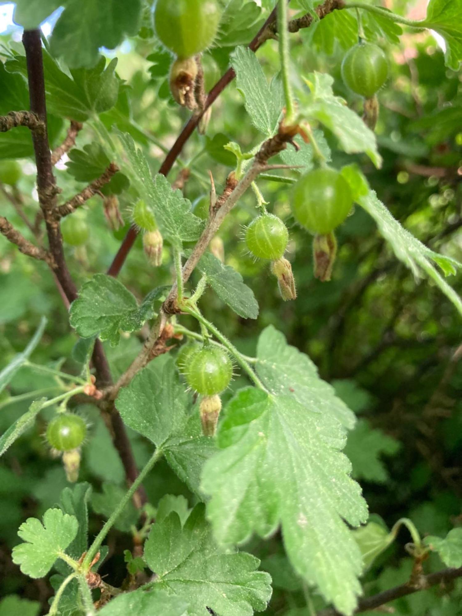 Snickaren Vandrarhem i Grästorp - Egen Lägenhet Exteriör bild