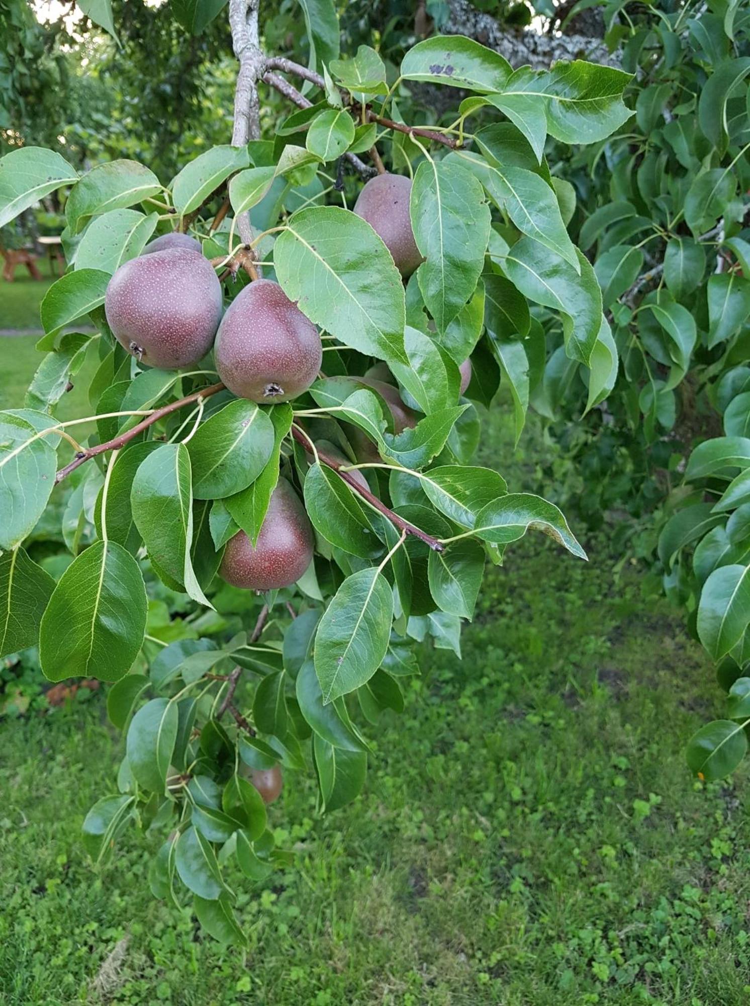 Snickaren Vandrarhem i Grästorp - Egen Lägenhet Exteriör bild